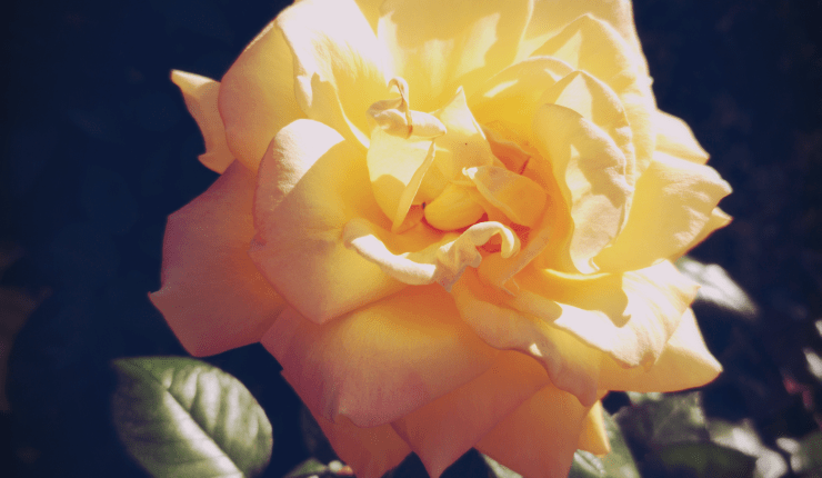 Photograph of a yellow rose with darkness closing in.