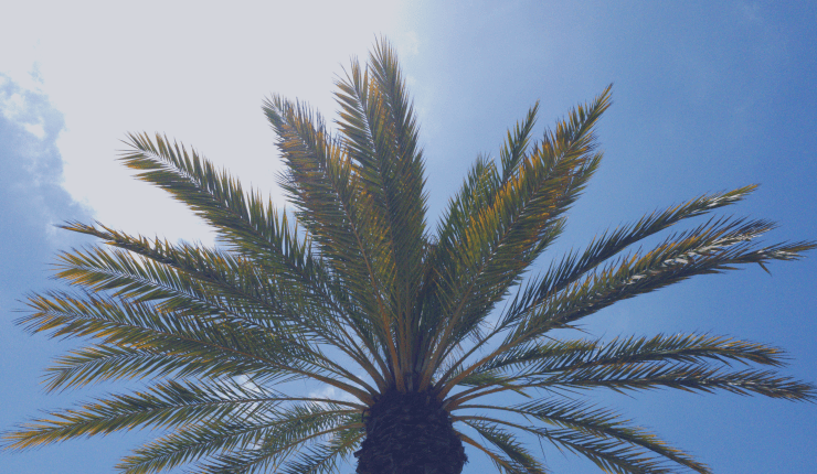 Palm tree under the sun to accompany poem