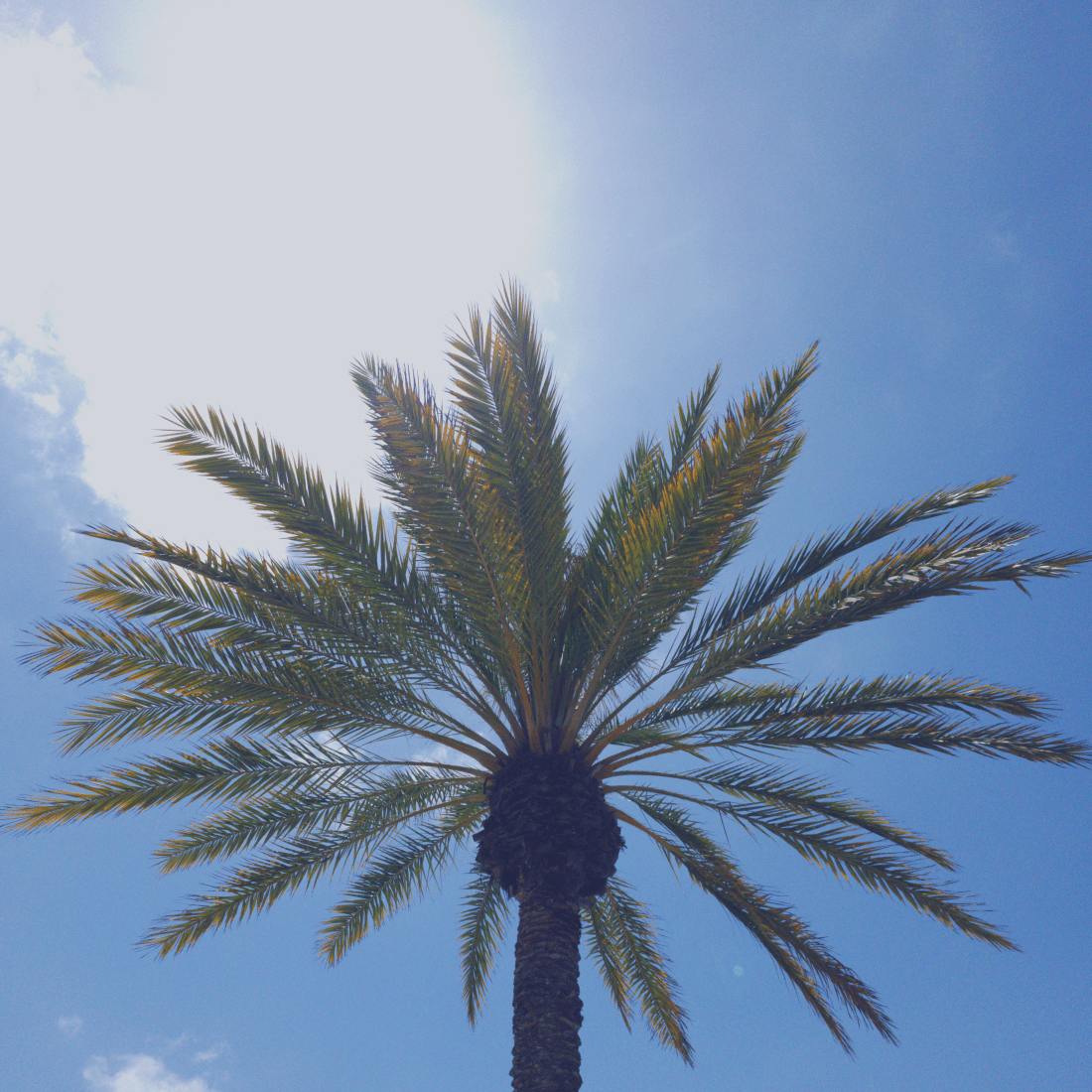 Palm tree under the sun to accompany poem